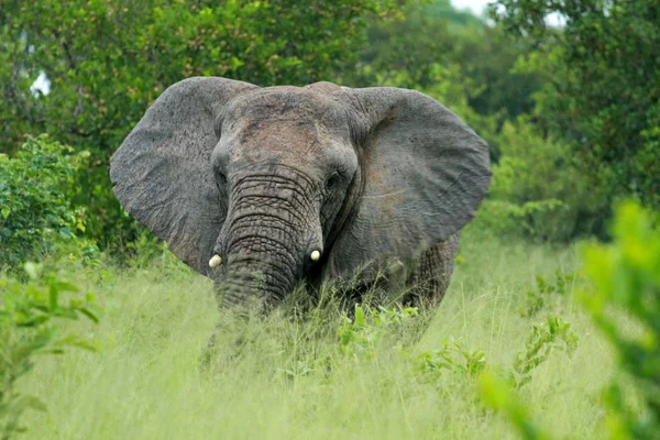 Afrika fili, Kruger Milli Parkı — Stok fotoğraf