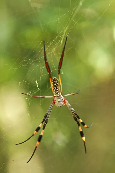 Золотий шовковий орбітальний ткацький павук — стокове фото