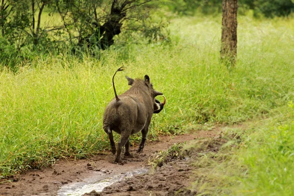 Warthog, Parque Nacional de Kruger — Fotografia de Stock