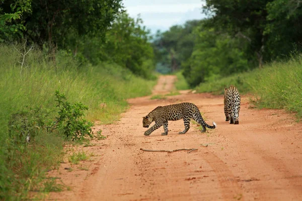 Leopar, Kruger Milli Parkı