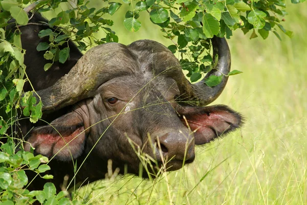 Buffalo, Kruger Milli Parkı — Stok fotoğraf
