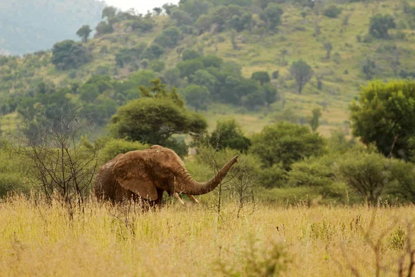 Afrika fili, Pilanesberg — Stok fotoğraf