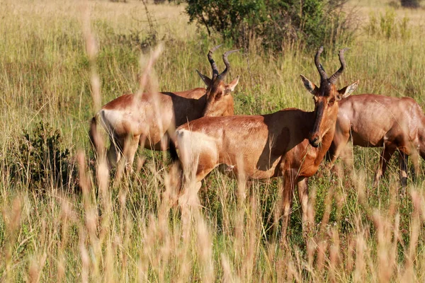 Tsessebe, Parco nazionale di Pilanesberg — Foto Stock