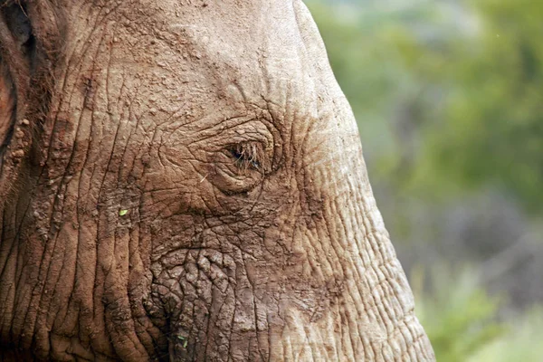 Afrikaanse olifant, Pilanesberg — Stockfoto