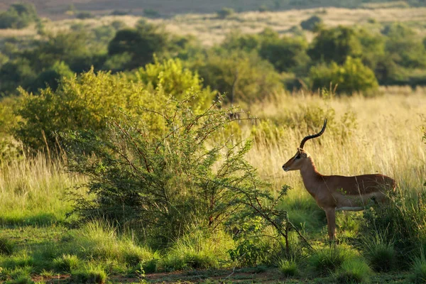 Impala, Parque Nacional Pilanesberg — Fotografia de Stock