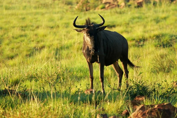Blue wildebeest, Pilanesberg — Stockfoto