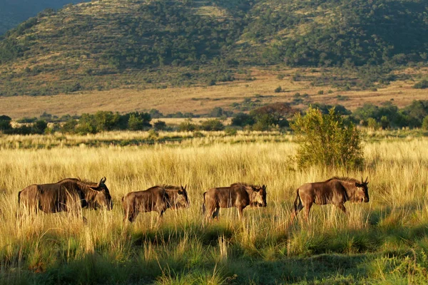 Mavi wildebeest, Pilanesberg — Stok fotoğraf