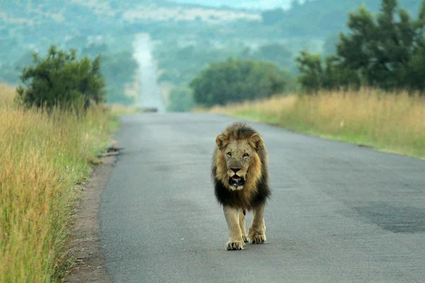 Aslan, Pilanesberg Ulusal Parkı
