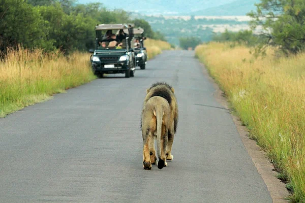 Leone, Parco nazionale di Pilanesberg — Foto Stock