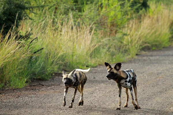 Cães selvagens africanos — Fotografia de Stock