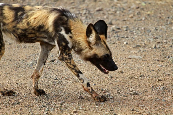 Cão selvagem africano — Fotografia de Stock