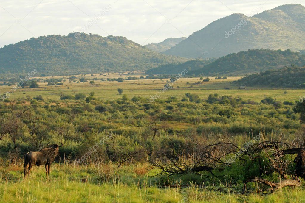 Blue wildebeest, Pilanesberg