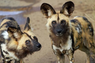Afrika Vahşi köpekler