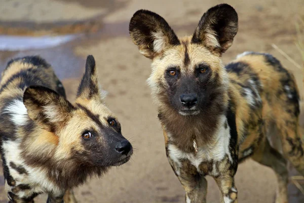Afrika Vahşi köpekler