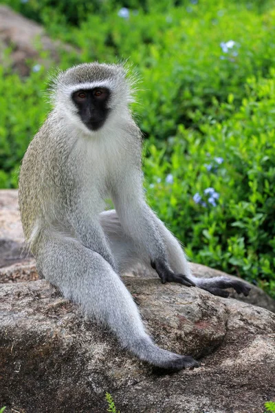 Vervet monkey in Sun City