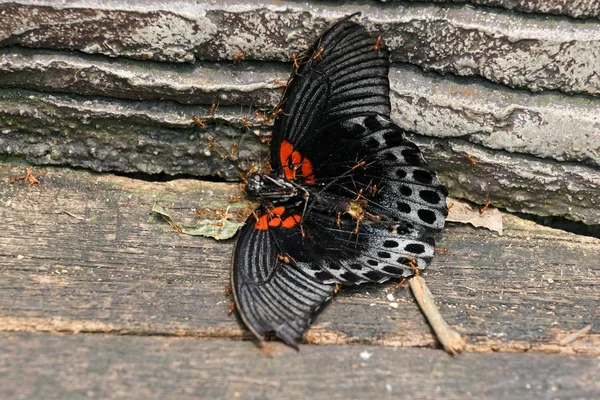 Morte, Sentosa, Singapore — Foto Stock