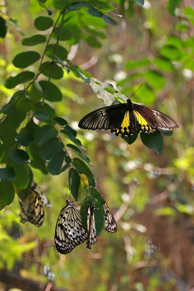 Farfalle, Sentosa, Singapore — Foto Stock