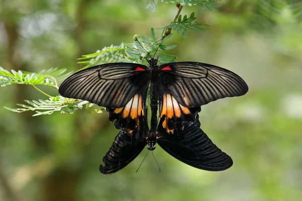 Mariposas, Sentosa, Singapur —  Fotos de Stock