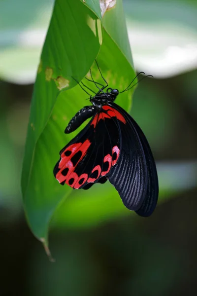 Scarlatto Mormone farfalla, Sentosa — Foto Stock