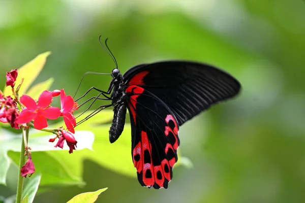 Scarlatto Mormone farfalla, Sentosa — Foto Stock