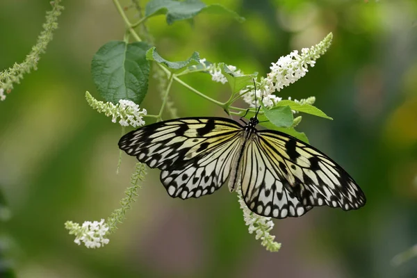 Mariposa monarca, Sentosa —  Fotos de Stock