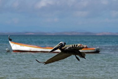 Deniz kahverengi Pelikan