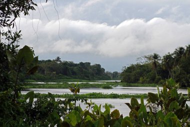 Orinoco River, Venezuela clipart
