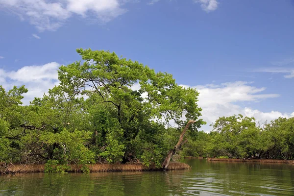 Mangrov, Margarita Island, Venezuela