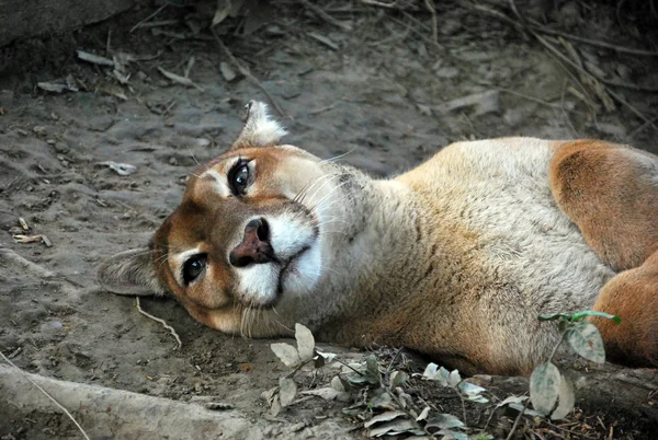 Puma, Orinoco delta, Wenezuela — Zdjęcie stockowe