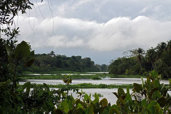 Orinoco Nehri, Venezuela
