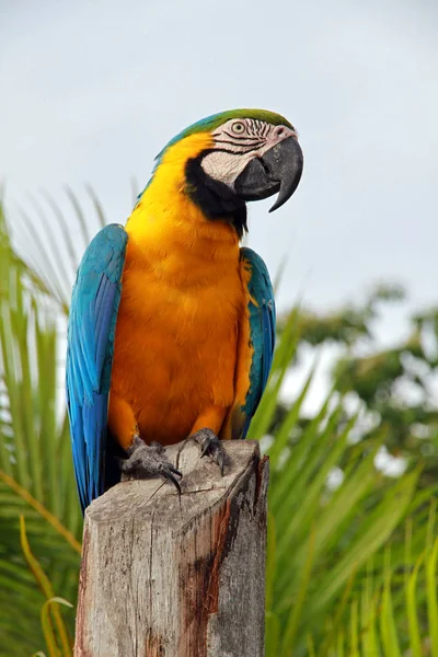 Ara papagaio, Orinoco delta, Venezuela — Fotografia de Stock