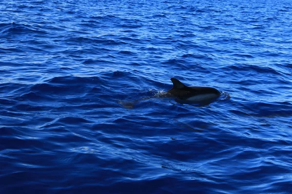 Delfín Común Isla San Miguel Azores Portugal — Foto de Stock