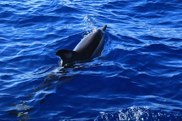 Common dolphin, Sao Miguel Island, Azores, Portugal