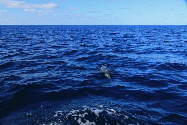 Delfín Común Isla San Miguel Azores Portugal — Foto de Stock