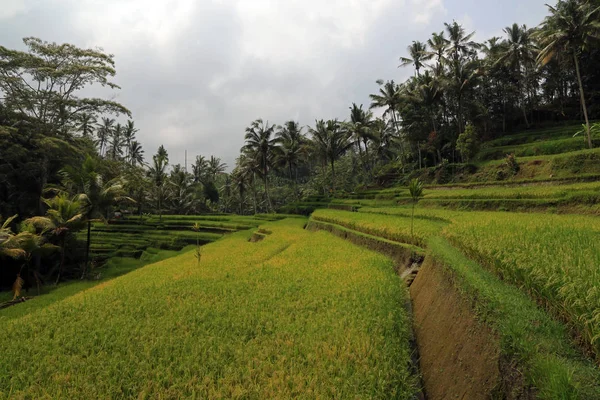 Terraced Rice Fields Close Gunung Kawi Temple Funerary Complex Tampaksiring — Stock Photo, Image