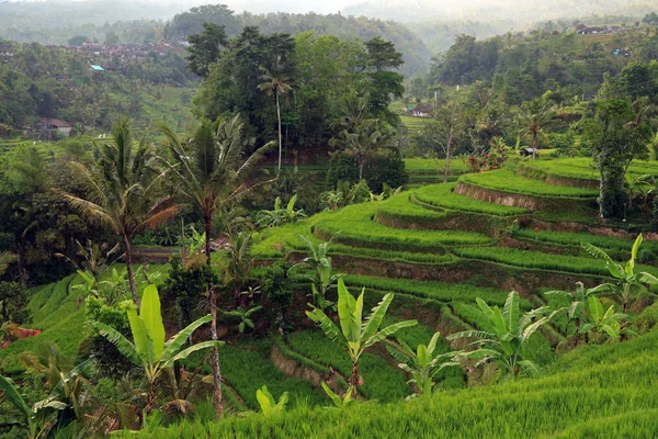 Terrasserade Risfält Jatiluwih Bali Indonesien — Stockfoto