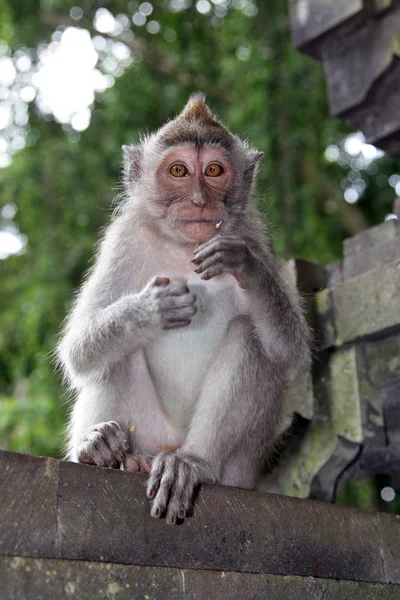 Małpy Ubud Monkey Forest Pura Dalem Agung Padangtegal Padangtegal Ubud — Zdjęcie stockowe