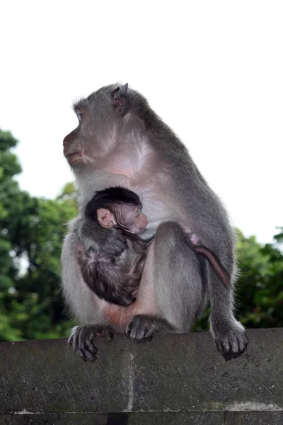 Monos Ubud Monkey Forest Pura Dalem Agung Padangtegal Padangtegal Ubud — Foto de Stock