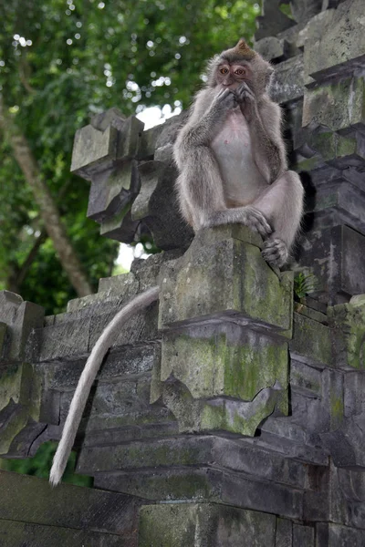 Scimmie Nella Foresta Delle Scimmie Ubud Pura Dalem Agung Padangtegal — Foto Stock