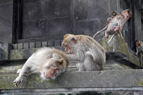 Affen Ubud Affenwald Pura Dalem Agung Padangtegal Padangtegal Ubud Bali — Stockfoto