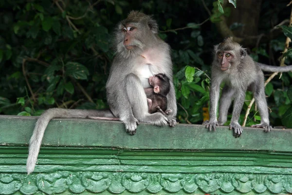 Małpy Ubud Monkey Forest Pura Dalem Agung Padangtegal Padangtegal Ubud — Zdjęcie stockowe