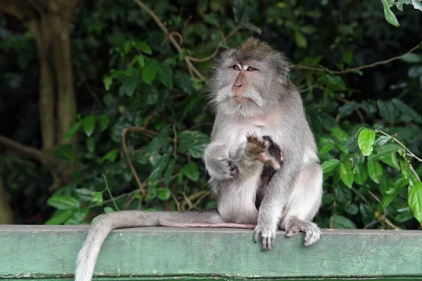 Monos Ubud Monkey Forest Pura Dalem Agung Padangtegal Padangtegal Ubud — Foto de Stock