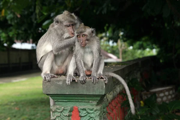 Scimmie Nella Foresta Delle Scimmie Ubud Pura Dalem Agung Padangtegal — Foto Stock