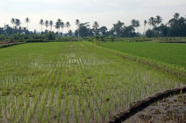 Ubud, Bali, Endonezya yakınlarındaki pirinç tarlaları