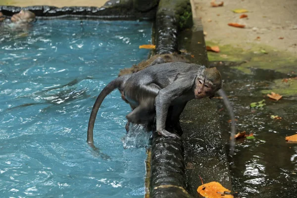 Basen Małp Świątyni Bukit Sari Sangeh Monkey Forest Bali Indonezja — Zdjęcie stockowe