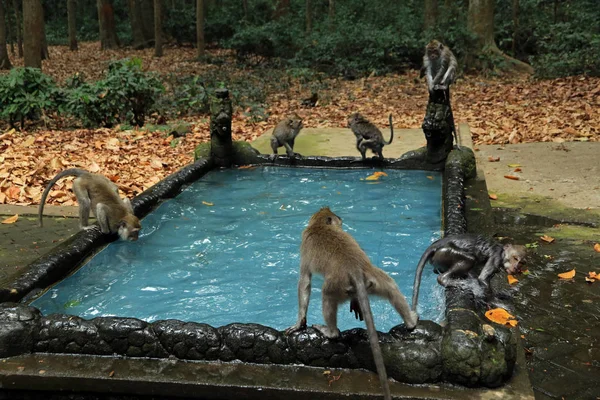 Basen Małp Świątyni Bukit Sari Sangeh Monkey Forest Bali Indonezja — Zdjęcie stockowe