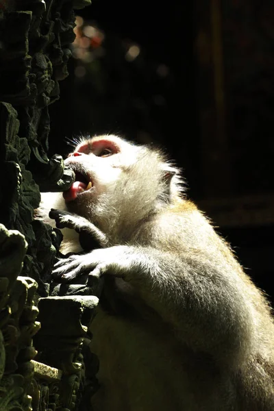 Monos Ubud Monkey Forest Mandala Suci Wenara Wana Ubud Bali — Foto de Stock