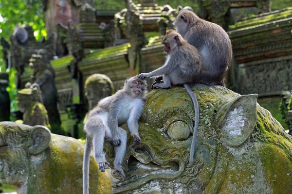 Monos Ubud Monkey Forest Mandala Suci Wenara Wana Ubud Bali — Foto de Stock