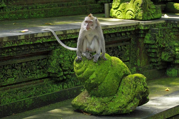 Scimmie Nella Foresta Delle Scimmie Ubud Mandala Suci Wenara Wana — Foto Stock