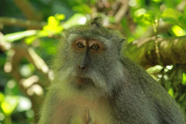 Scimmie Nella Foresta Delle Scimmie Ubud Mandala Suci Wenara Wana — Foto Stock